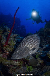 "Black Beauty"
This very large Black Grouper has been ha... by Chase Darnell 